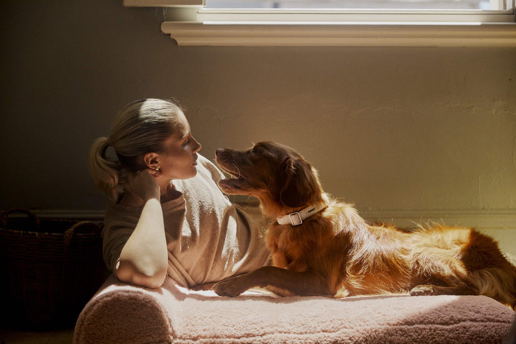 Shining A Light On Hommey Pets