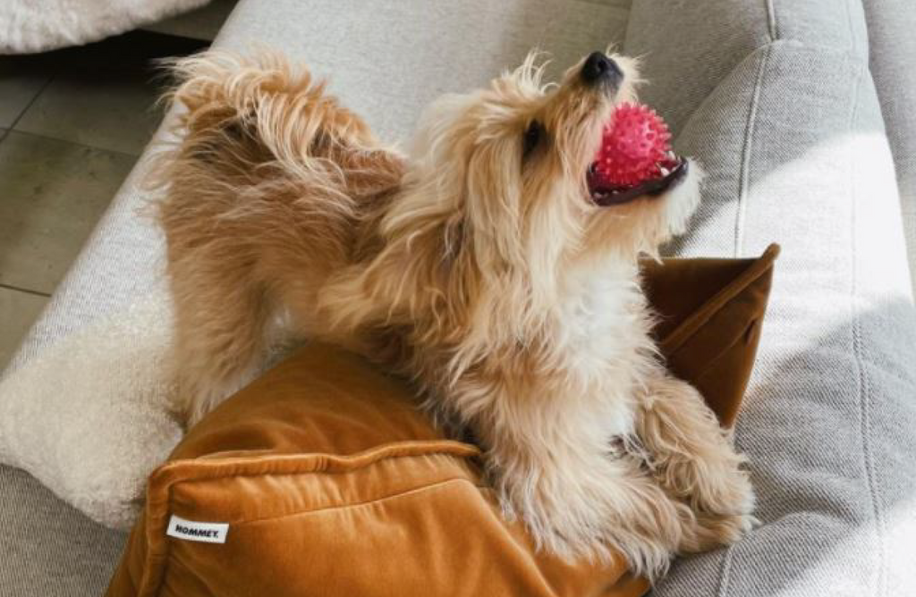Get Cosy With Hommey Pets